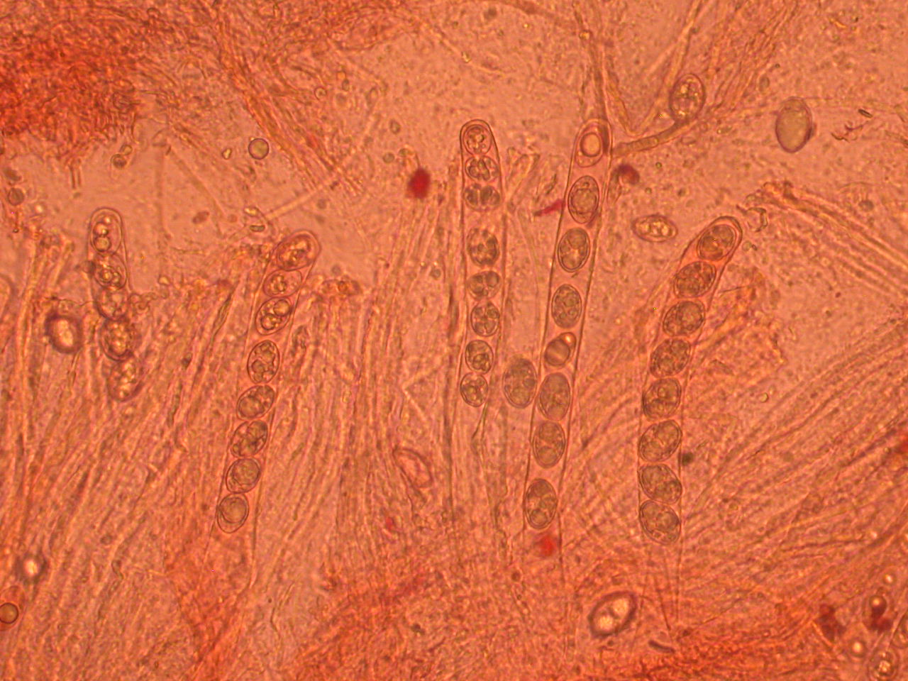 Tarzetta catinus